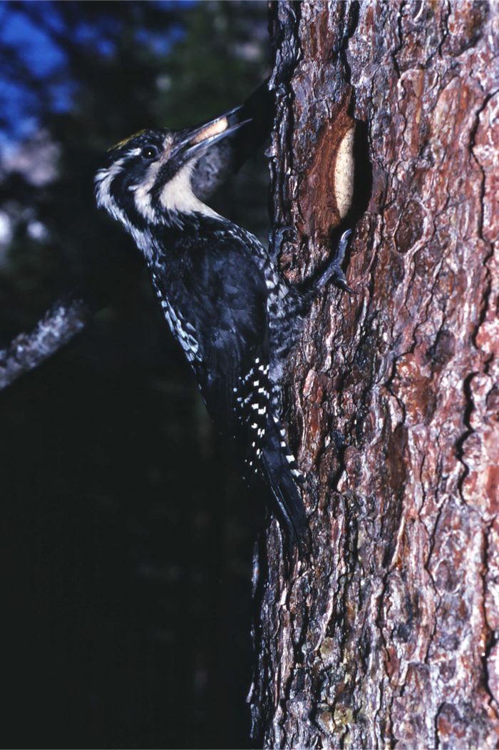 Picchio tridattilo - Picoides tridactylus